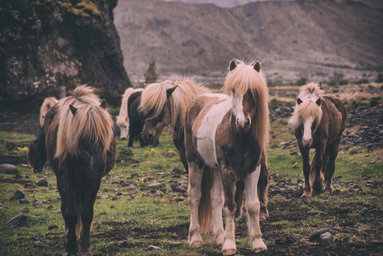 Icelandic Horses